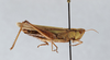 CollectionObject 2765723; 0952926e-ce6e-437b-9fc8-79132e734eb3: Orphulella pelidna. (CollectionObject).