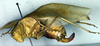 CollectionObject 1500584; 16f21c47-3291-4ec1-a0db-b944c50caf0f, DORSA BTplasemHTF: female, lateral view (holotype). (CollectionObject).