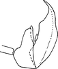 Aedeagus, lateral view on Exitianus kumaonis (Baker, 1925): holotype of Exitianus coronatus. (Observation).