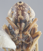 Head: !! display not done !! on Neokolla hieroglyphica gothica (Signoret, 1854): Head - Color Variation. (Observation).
