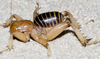 CollectionObject 2799096; CAS Entomology type 20088, 109c6473-fb2b-4d93-9c31-1a284ced2bc3: (CollectionObject).