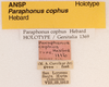 CollectionObject 1477623; ffbb23c7-dee5-4ea0-ba2b-6d9fe06574be, ANSP1116: labels (holotype). (CollectionObject).