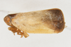 Antillormenis contaminata (Uhler, 1895). Depicts Habitus, lateral view, an Observation.