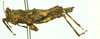 CollectionObject 1532929; bd45044c-377f-4903-9dcb-092866d5a0c3: male, lateral view (no type). (CollectionObject).