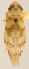 Habitus, dorsal view: Habitus (holotype, OSU collection). (Observation).