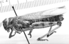 CollectionObject 1553640; 02fc6a9c-78b5-4920-bbcd-595777ddc67e: Image, C.S. Carbonell. female, lateral view (syntype of Diponthus communis). (CollectionObject).
