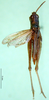 CollectionObject 1502020; 0b624baa-6eca-47e7-b27a-4a87991d9025: male, dorsal view (paratype). (CollectionObject).