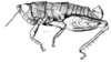 Peplacris recutita Rehn, 1942: Fig. 108. male, habitus. (Otu).