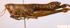 CollectionObject 1537803; 308dcdda-f231-4cd3-9e10-4896fba240dd: female habitus lateral view (paratype). (CollectionObject).