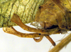 CollectionObject 1500559; d7f362d1-7eb5-4cb8-bbca-6e7b8427b0ec, DORSA BTgrasatS01: male cerci (syntype). (CollectionObject).
