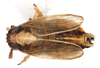 Habitus, dorsal view: !! display not done !! on Muellerianella laminalis (Van Duzee, 1897): (Observation).
