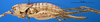 CollectionObject 1521369; 026c456f-19c1-4e17-adcf-99b638704cf8: female, lateral view (holotype). (CollectionObject).