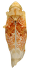 Habitus, dorsal view: !! display not done !! on Hymetta anthisma McAtee, 1919: Habitus (INHS collection). (Observation).