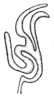 Spathalium liebermanni Ronderos, 1972: Fig. 39. spermatheca apex. (Otu).