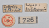 CollectionObject 1558581; 5094e634-967d-4141-83cf-733a7e174ce9: copyright NTUC. female, data labels (syntype). (CollectionObject).;CollectionObject 1558582; 20db8149-d18d-4462-8167-11f604b61075: copyright NTUC. female, data labels (syntype). (CollectionObject).