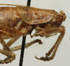CollectionObject 1535989; e92040d2-a98a-4af3-987b-1db2bbec6b06: female pronotum, lateral view (allotype). (CollectionObject).