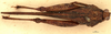 CollectionObject 1577268; OUM 725 1/3, 8f5d6ad1-4778-437e-a4ff-9bc911d7adaa: female, dorsal view (paralectotype). (CollectionObject).
