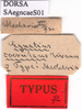 CollectionObject 1530749; a9b33ea2-d8f4-43fc-a090-df7a22fad95c: labels (syntype). (CollectionObject).