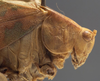 CollectionObject 1505870; e7a7707e-659d-44be-866c-bd957e5e5b60: male head and pronotum, lateral view (holotype). (CollectionObject).