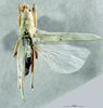 CollectionObject 1506865; ddc779ab-0f6e-47b5-a8fc-5b1aea25f92e: male, dorsal view (holotype). (CollectionObject).