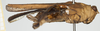 CollectionObject 1517894; 9091b2ba-5795-4d7c-afc4-20ed38528df1, NHMUK10924427: female, lateral view (holotype). (CollectionObject).