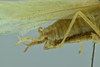 CollectionObject 1532151; 355ffb2f-cc20-4602-95a1-8f3e1b05cf6f, NMW No. 371: male terminalia, lateral view (syntype). (CollectionObject).