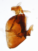 Pygofer, lateral view on Delphacodes caerulatus Beamer, 1947: (Observation).