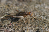 Gryllodes sigillatus (Walker, 1869): individual in Osnabrück (Germany). (Otu).