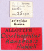 CollectionObject 1499656; 738615ea-edca-4ae4-a14b-e04decf853a9: labels (allotype). (CollectionObject).