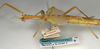 CollectionObject 1558405; NMW 749, 19b829f9-96e2-4779-baea-4a1041e4609a: copyright NMW, Vienna. female, lateral view of synonym Diura discolor (syntype). (CollectionObject).