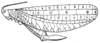 Tympanophyllum (Tympanophyllum) atroterminatum (Brunner von Wattenwyl, 1895): Fig. 89. female habitus (tegmen length 57-60 mm, ovipositor 17 mm). (Otu).