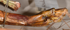 CollectionObject 1558775; 1223b893-7818-4212-b7d4-d77b2eff36da: copyright OUMNH. female: end of abdomen, lateral view of Cyphocrania (Eurycnema) versirubra (holotype). (CollectionObject).