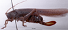 CollectionObject 1537875; 2aef6906-ddd1-4156-9bad-d1be435678c2: female, lateral view. (CollectionObject).
