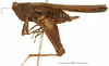 CollectionObject 1536151; abeac6cb-57b7-49cc-a31e-a95cec85bee7: female, lateral view (holotype). (CollectionObject).