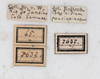 CollectionObject 1559026; NMW 779, 7e1847a0-cd7c-432d-9d71-6405e0886c23: copyright NMW, Vienna. female, data labels (syntype). (CollectionObject).