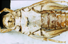 CollectionObject 1507065; c245a3b0-e0ed-4e38-832f-299286145e0e: female, ventral view (holotype of Trachypetrella kosswigiana). (CollectionObject).