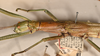 CollectionObject 1559741; 8211705f-dec3-48aa-956f-d20000edad2d: copyright OXUM. female: head & thorax, lateral view of synonym Megacrania bakeri (holotype). (CollectionObject).