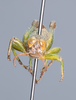 CollectionObject 2009847; f8212f9a-76d1-493d-8a69-cea4bb39612a: male, frons. (CollectionObject).
