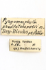 CollectionObject 1593078; b2757829-02e9-4694-9673-55fd6ac99e1d: labels (allotype of Pyrgomorphella predtetshenskii). (CollectionObject).