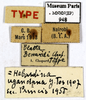 Hebardina ugandana (Giglio-Tos, 1907): CC BY-NC-ND 4.0/MNHN - Depraetere Marion - 2014. Type, female, of benardi Chopard, 1921. Specimen number: MNHN-EP-EP948. http://coldb.mnhn.fr/catalognumber/mnhn/ep/ep948. (Otu).