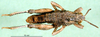 CollectionObject 1501168; 1f8c6ed1-a9fd-4ee5-8924-2a8807554728, DORSA BA000831S01: male, dorsal view (holotype of Nocarodes armenus). (CollectionObject).