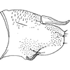 Pygofer, lateral view: !! display not done !! on Alnetoidia (Alnella) Anufriev, 1971: Pygofer (A. orientalis Dwor.). (Observation).