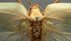 CollectionObject 1505875; f5f0bdb1-f77b-4cc5-8c36-d8d7c727e2a1: male, dorsal view (syntype of Plagiopleura arbustorum). (CollectionObject).
