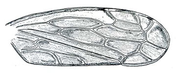 Flexamia reflexa, forewing. Depicts Forewing, an Observation.;Flexamia reflexa, forewing. Depicts Forewing, an Observation.