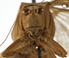 CollectionObject 1529813; aea8bd65-1ced-4a1d-a4a5-1eace7725258: female face (holotype). (CollectionObject).