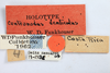 Other: !! display not done !! on Centronodus denticulus Funkhouser, 1930: (Observation).