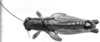CollectionObject 1521492; 401ef89b-6032-472c-ba40-f749df869403: Image Carbonell, C.S. male, dorsal view (holotype). (CollectionObject).