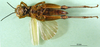 CollectionObject 1501664; a39a6b59-04c9-44c6-8c6d-b81e0e461424, DORSA BA000062S01: female, ventral view (holotype). (CollectionObject).