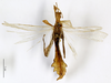 CollectionObject 1557811; f41686f2-604a-49e7-bdb4-febc83ba16f3: copyright MNHN, Paris. male, dorsal view (holotype). (CollectionObject).