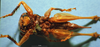 CollectionObject 1516934; 286cd16d-1263-493f-89f3-f5fb86f6a2f7: female, ventral view (holotype of Mortoniellus chopardi). (CollectionObject).